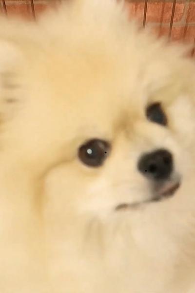 まな
